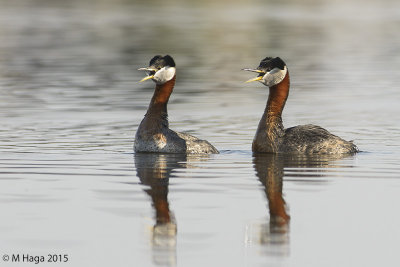 Red-necked Grebe