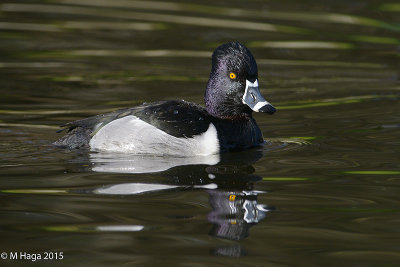 Ring-necked Duck, male