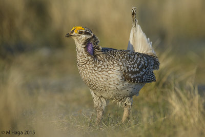 Upland Game Birds