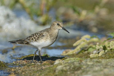 Baird's Sandpiper