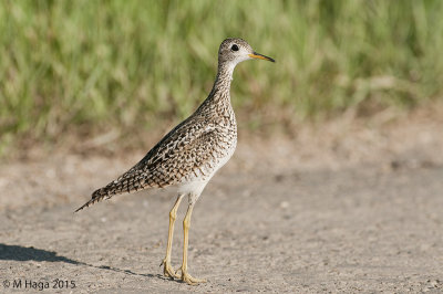 Upland Sandpiper