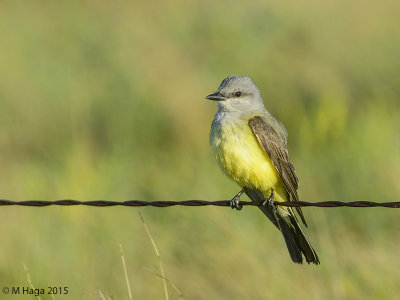 Kingbirds and Phoebes