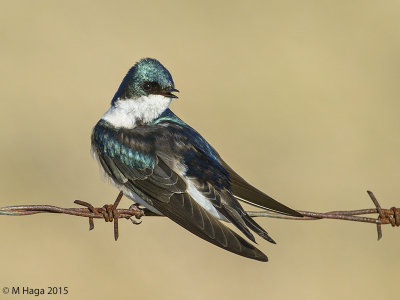 Tree Swallow