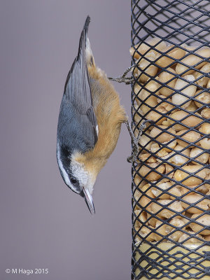 Red-breasted Nuthatch