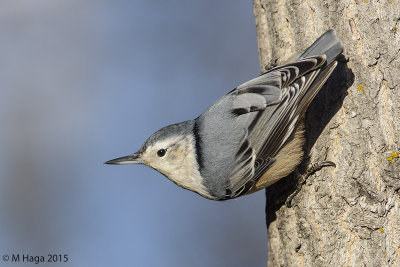 White-breasted Nuthatch