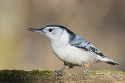 Chickadees, Nuthatches and Titmice