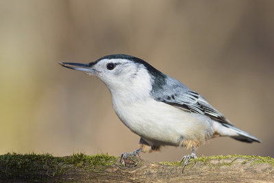 White-breasted Nuthatch