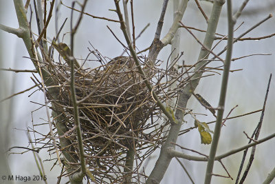 Rose-breasted Grosbeak, nest
