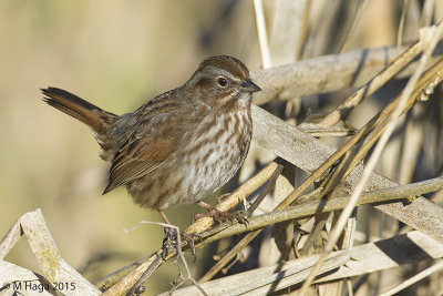 Song Sparrow, west coast