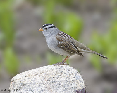 White-crowned Sparrow