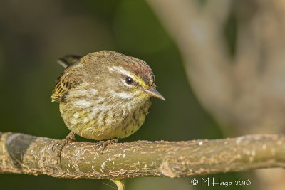 Palm Warbler