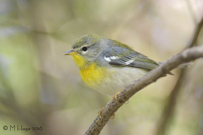 Northern Parula, female