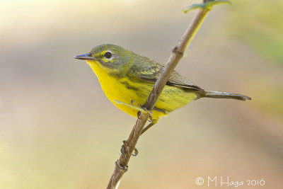 Prairie Warbler