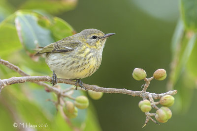 Cape May Warbler, female