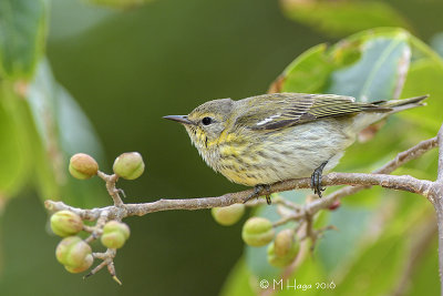 Cape May Warbler, female