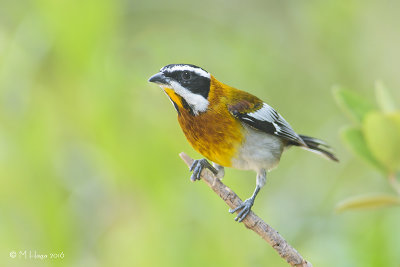 Western Spindalis, male