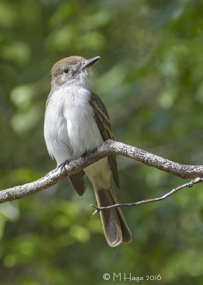 La Sagra's Flycatcher