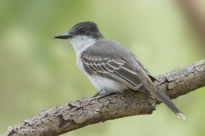 Loggerhead Kingbird