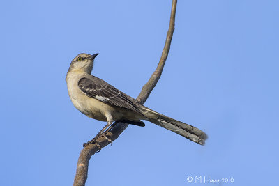 Northern Mockingbird