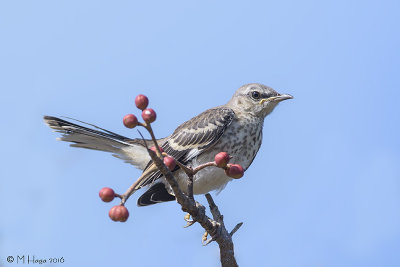 Northern Mockingbird, juvenile