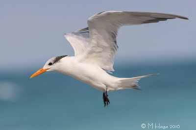 Royal Tern