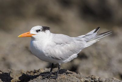 Royal Tern