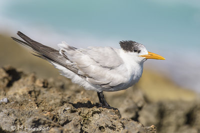 Royal Tern