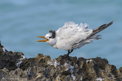 Royal Tern