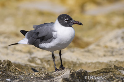 Laughing Gull