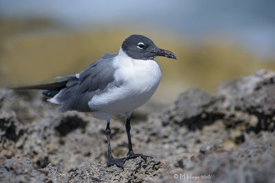 Laughing Gull