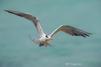 Royal Tern