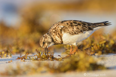 Ruddy Turnstone