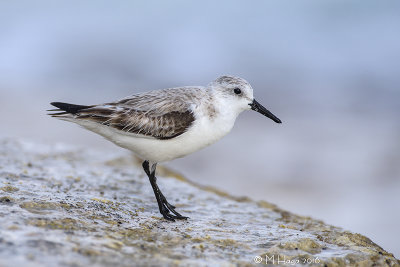 Sanderling