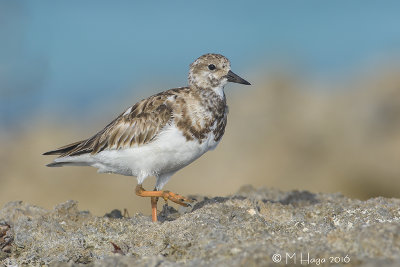 Ruddy Turnstone