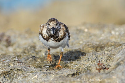 Ruddy Turnstone