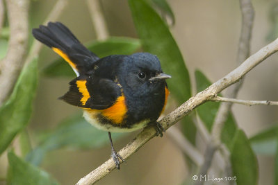 American Redstart, male