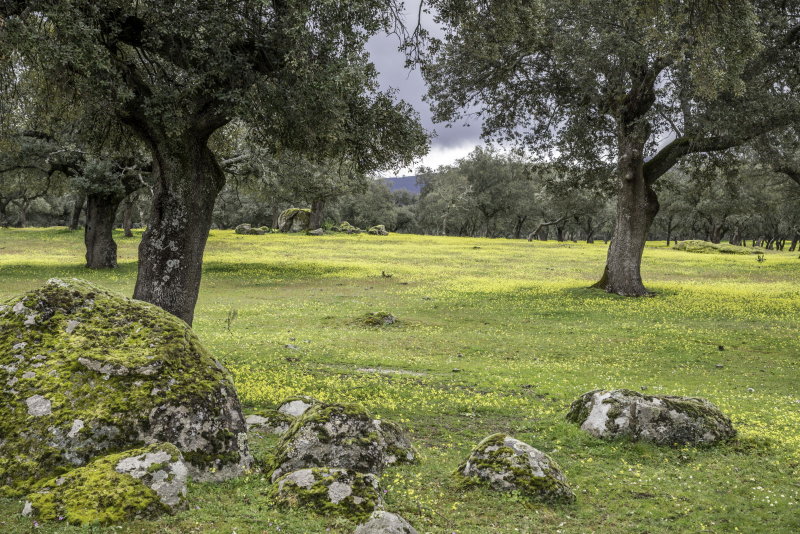 Dehasa Meadows in Extremadure