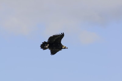 Black or Hooded Vulture