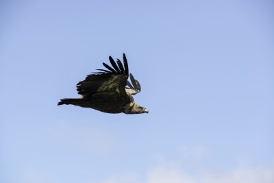 Griffon Vulture