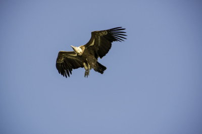 Griffon Vulture