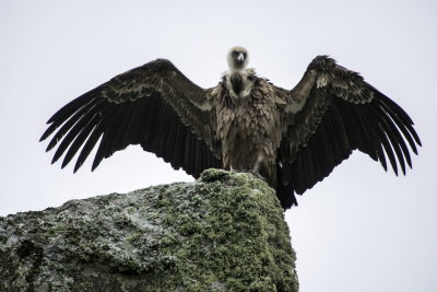 Griffon Vulture