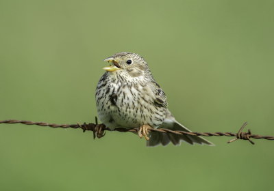 Corn Bunting