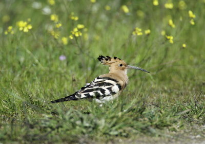 Hoopoe