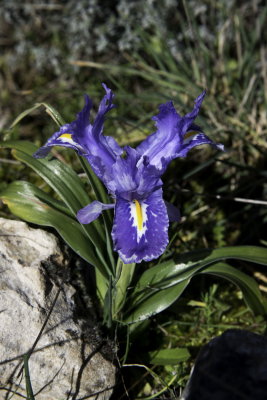 Spanish Iris