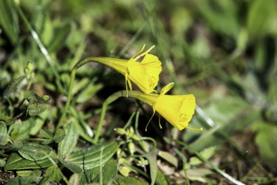 Hoop Peticote Daffodil
