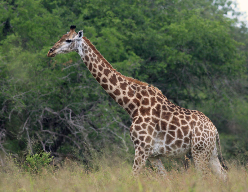 Mkhuze Game Reserve