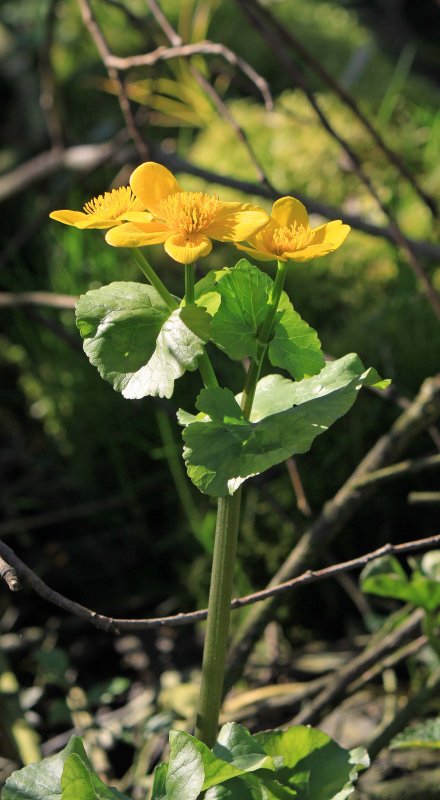 Plants