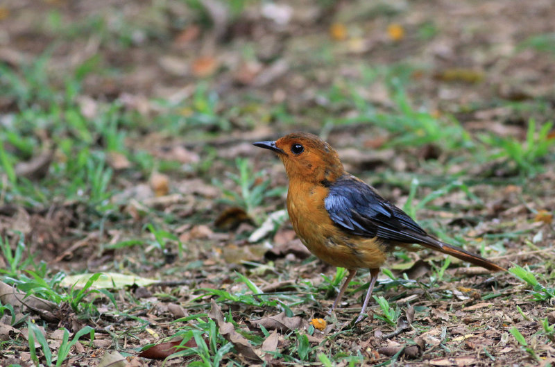 St. Lucia Wetland Park