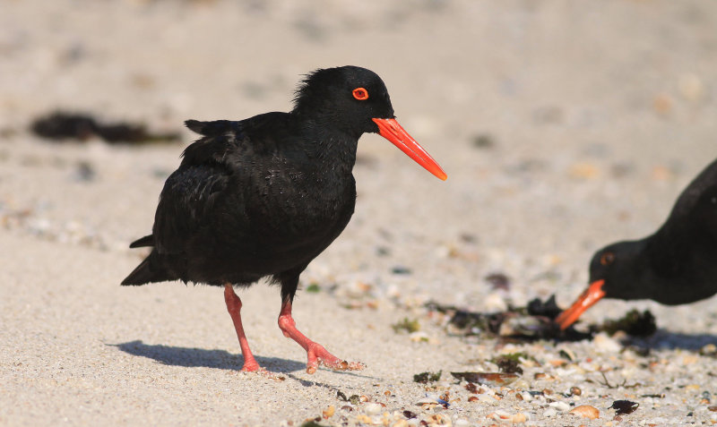 De Hoop Nature Reserve