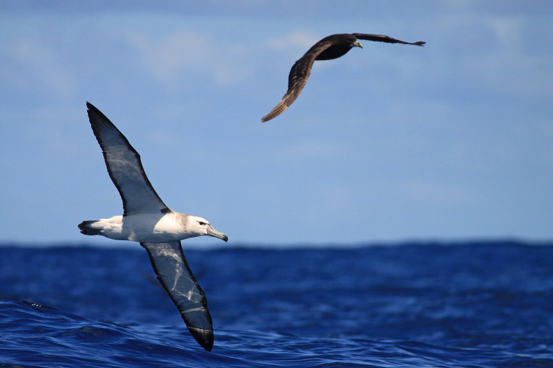 Pelagic Cape Town
